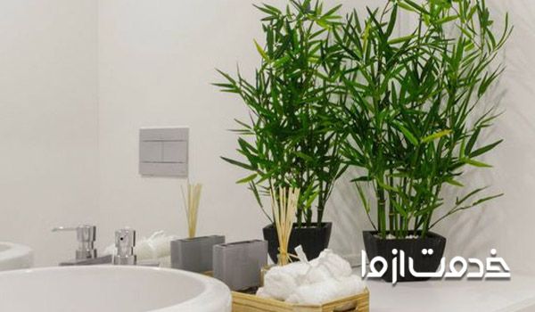 شستشو برگ گیاهان با آب گرم 